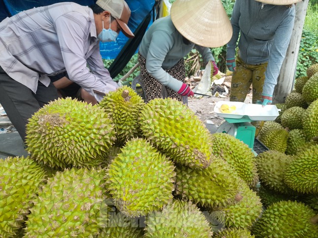 Sầu riêng ‘rẻ như bèo’ bán đầy đường ảnh 5