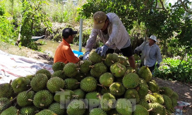 Sầu riêng ‘rẻ như bèo’ bán đầy đường ảnh 10