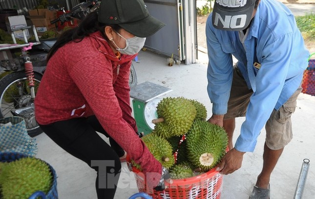 Sầu riêng ‘rẻ như bèo’ bán đầy đường ảnh 7