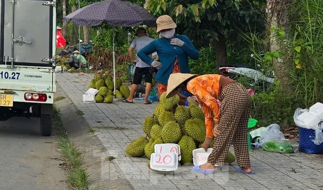 Giá lao dốc, xuất khẩu bất thành, người trồng sầu riêng vỡ mộng? ảnh 1