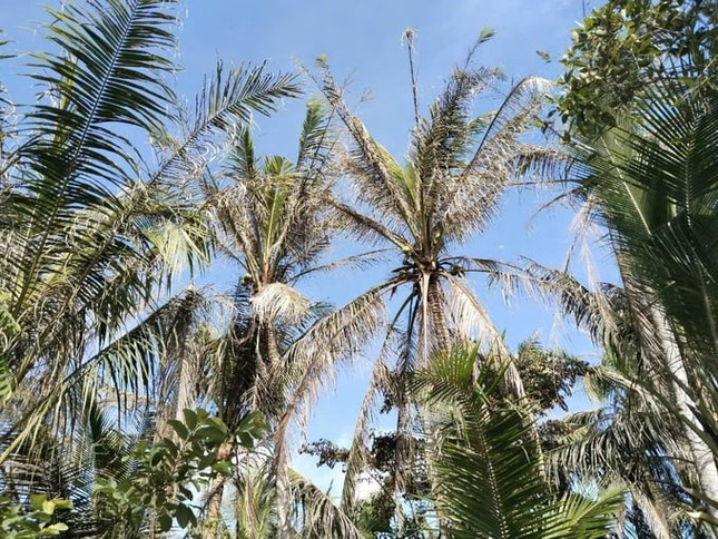 Lãnh đạo Trà Vinh chỉ đạo khẩn khống chế sâu gây hại cây chủ lực ảnh 1