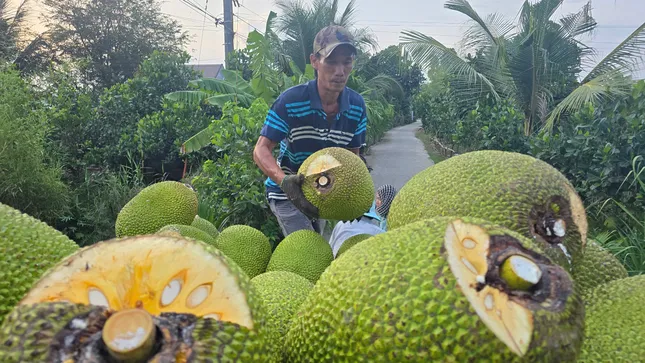 Nhiều loại trái cây rớt giá &apos;không lối thoát&apos; ảnh 4
