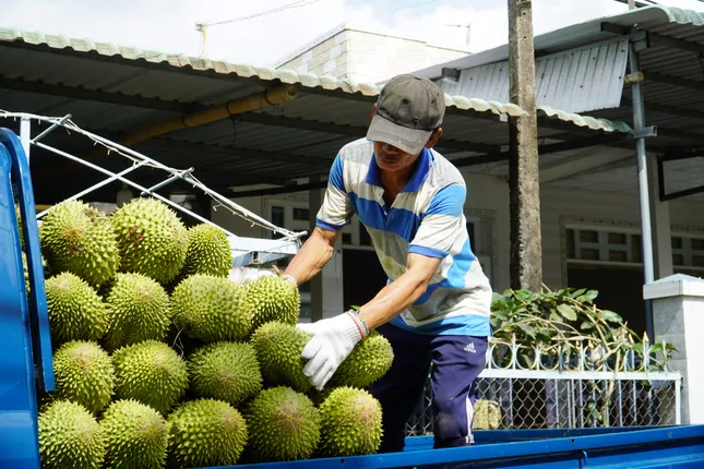 Nhiều loại trái cây rớt giá &apos;không lối thoát&apos; ảnh 5