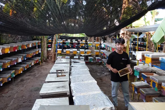 Nam sinh Cần Thơ khởi nghiệp từ ong chúa ảnh 2