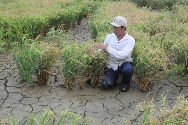 Thủ tướng hỏa tốc chỉ đạo theo dõi dòng chảy sông Mekong và xâm nhập mặn ở ĐBSCL ảnh 1