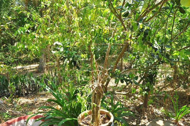 Cận cảnh người dân quay cuồng với hạn mặn khốc liệt chưa từng có ở ĐBSCL ảnh 4