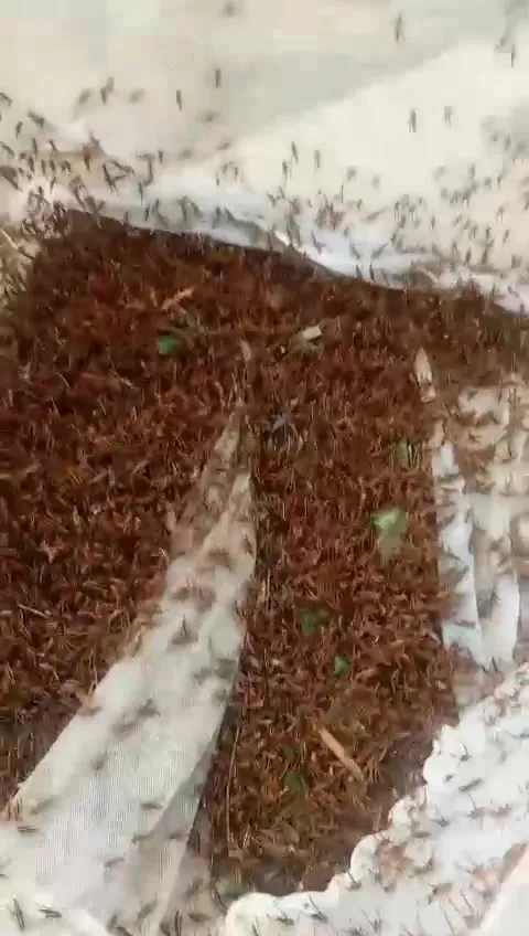 Hàng triệu con châu chấu lưng vàng đang tàn phá hoa màu ở Mường Lát, Thanh Hoá ảnh 2
