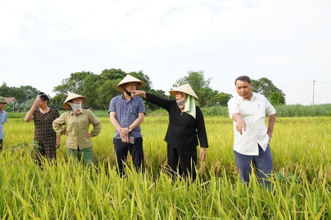 Lúa trổ bông nhưng không kết hạt ở Thanh Hóa ảnh 2