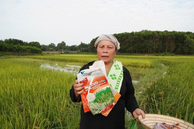 Lúa trổ bông nhưng không kết hạt ở Thanh Hóa ảnh 3