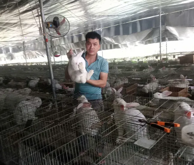 Chàng trai xứ Thanh khởi nghiệp thành công nhờ nuôi thỏ kết hợp dúi ảnh 1