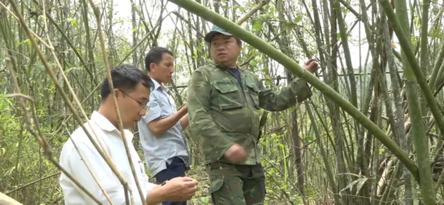 Nứa, vầu vùng biên Thanh Hóa chết khô ảnh 3