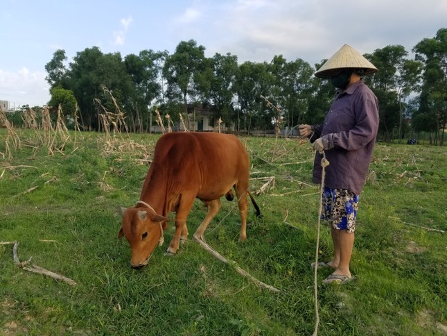 Trâu, bò muốn ra đồng gặm cỏ phải 'đóng phí' ảnh 1