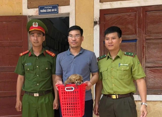 Loài thú có nguy cơ tuyệt chủng đi lạc vào vườn nhà ở Quảng Bình ảnh 1