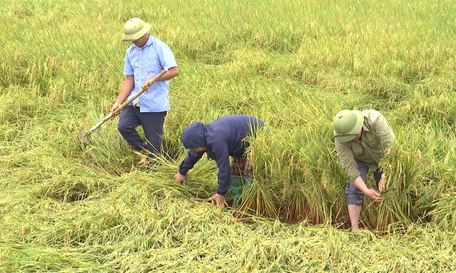 Chủ tịch UBND tỉnh Quảng Bình xuống đồng chỉ đạo khắc phục diện tích lúa đổ ngã do mưa lớn ảnh 2
