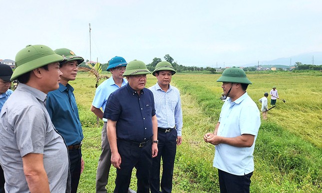 Chủ tịch UBND tỉnh Quảng Bình xuống đồng chỉ đạo khắc phục diện tích lúa đổ ngã do mưa lớn ảnh 1