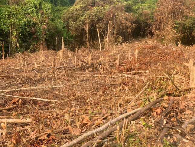 Quảng Bình: Chính quyền xã &apos;ngó lơ&apos;, mặc dân phá rừng tự nhiên để trồng keo ảnh 1