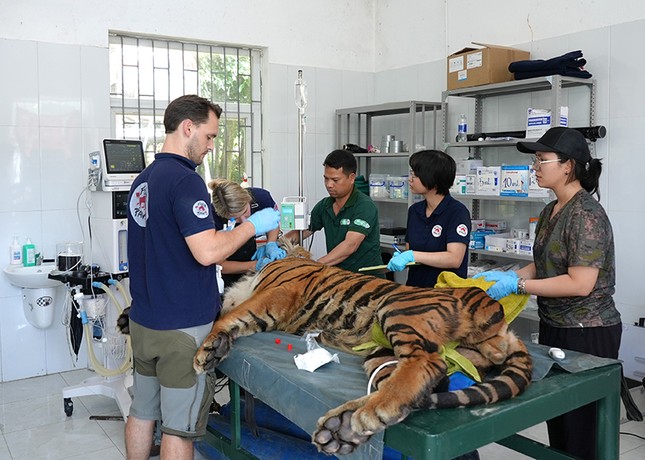 Chuyên gia nước ngoài kiểm tra sức khỏe 7 cá thể hổ đang nuôi cứu hộ tại Phong Nha-Kẻ Bàng ảnh 2