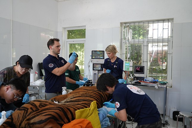 Chuyên gia nước ngoài kiểm tra sức khỏe 7 cá thể hổ đang nuôi cứu hộ tại Phong Nha-Kẻ Bàng ảnh 1