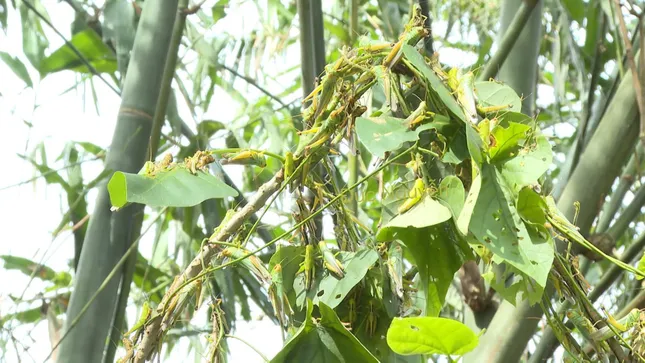 Hàng triệu con châu chấu tấn công mùa màng ở Quảng Bình ảnh 3