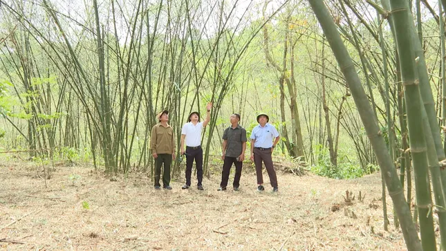 Hàng triệu con châu chấu tấn công mùa màng ở Quảng Bình ảnh 4