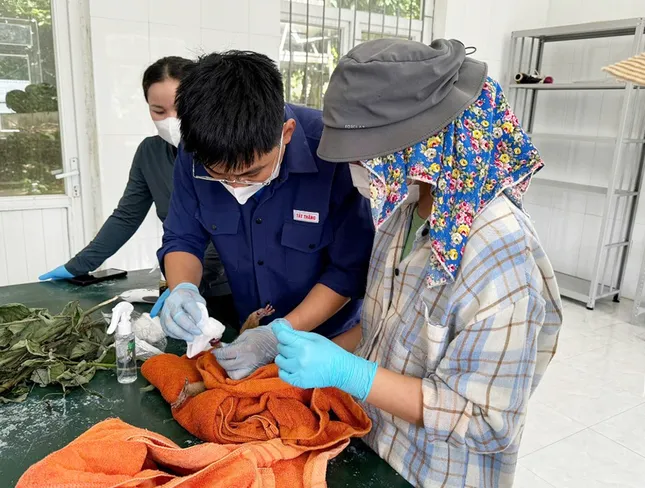 Quảng Bình: Tiếp nhận và cứu hộ 2 cá thể động vật quý hiếm bị thương nặng ảnh 1