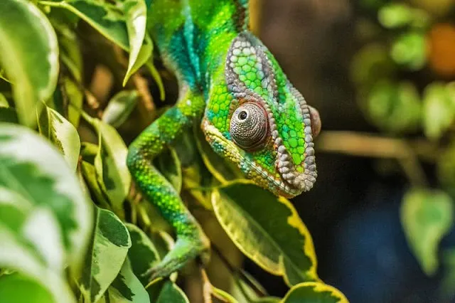 Top 10 loài động vật có đôi mắt độc đáo nhất thế giới ảnh 9