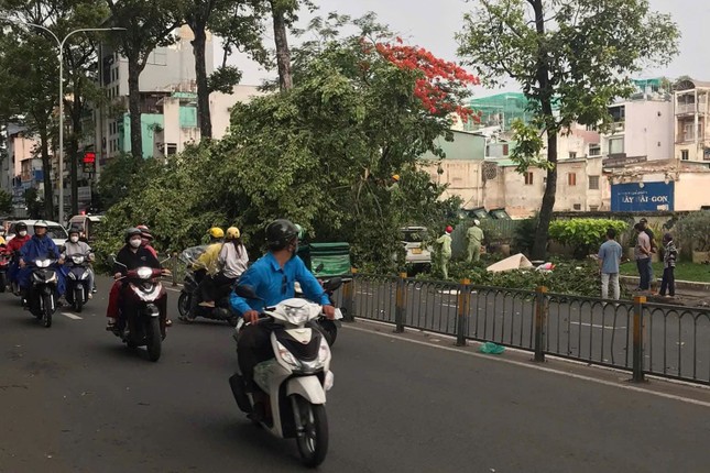 Cây bồ đề cao hơn 10 mét bật gốc, một người bị thương ảnh 2