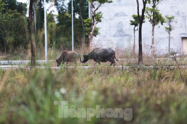 Bên trong khu đô thị 700 tỷ cỏ mọc um tùm, hạ tầng thi công đứt đoạn ảnh 4