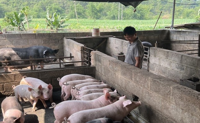 Thành phố Cao Bằng tiêu hủy gần 3 tấn lợn mắc dịch tả lợn châu Phi ảnh 1