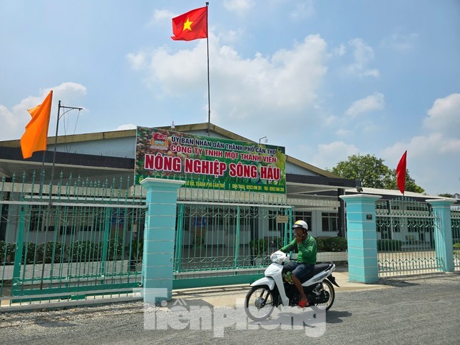Thanh tra Chính phủ: Cần Thơ vi phạm quy định khi giao đất nông trường ảnh 1