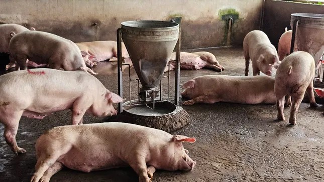 Công an gặp người tố cáo C.P Việt Nam bán 'thịt bẩn' tiếp nhận chứng cứ ảnh 2