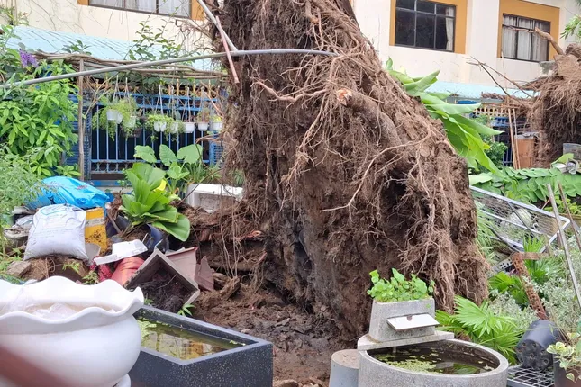 Dông lốc quật ngã cây cổ thụ ở Cần Thơ, vỉa hè bị xé toạc ảnh 1