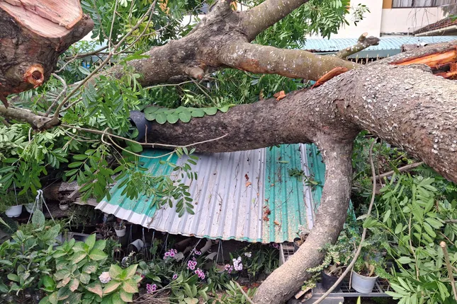 Dông lốc quật ngã cây cổ thụ ở Cần Thơ, vỉa hè bị xé toạc ảnh 2