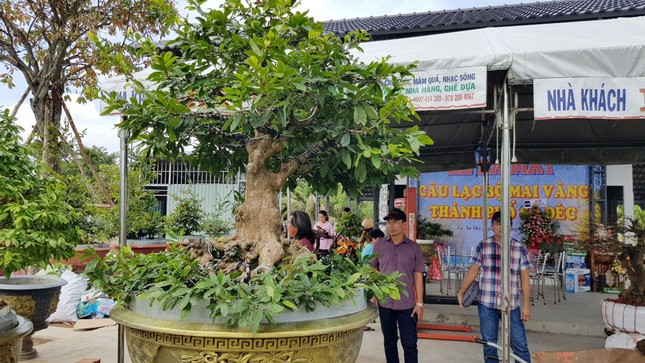 ‘Choáng’ với cụ mai trăm tuổi, gốc dát vàng ở miền Tây ảnh 2