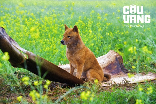 Phim “Cậu Vàng” tung trailer, hé lộ những tình huống khác với tác phẩm văn học gốc ảnh 6