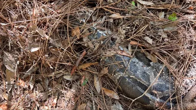 Chuyện lạ: Mèo rừng Florida cắn đứt đầu con trăn dài 4 mét ảnh 1