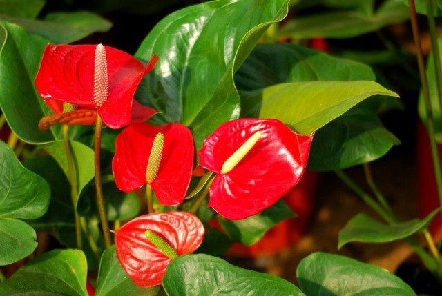 Những loại cây trồng trong nhà nguy hại nếu trẻ nhỏ lỡ ăn phải ảnh 6