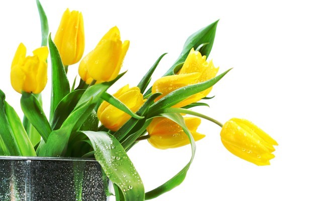 Những loại cây trồng trong nhà nguy hại nếu trẻ nhỏ lỡ ăn phải ảnh 11