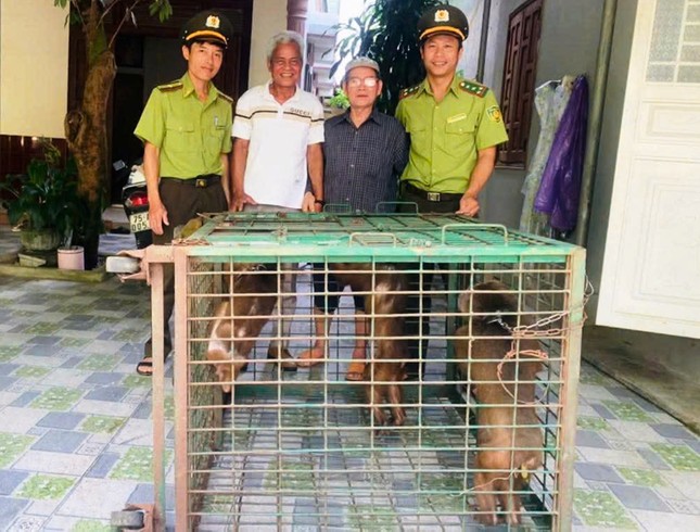 Một người dân cùng lúc giao nộp 3 cá thể động vật hoang dã quý hiếm ảnh 1