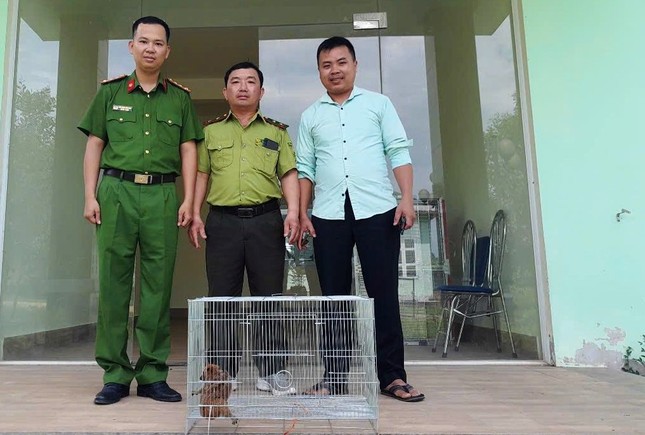 Loạt động vật hoang dã vừa được cứu hộ tại Huế quý hiếm mức nào? ảnh 3