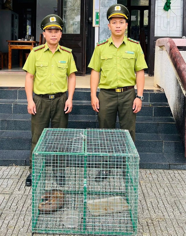 Loạt động vật hoang dã vừa được cứu hộ tại Huế quý hiếm mức nào? ảnh 1