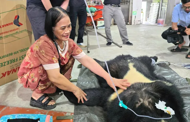Cứu hộ cá thể gấu ngựa được nuôi nhốt gần 20 năm ảnh 2