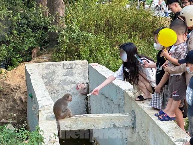 Tái diễn tình trạng người dân vô tư cho khỉ ăn ở Sơn Trà ảnh 2