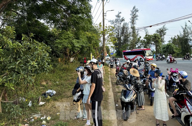 Tái diễn tình trạng người dân vô tư cho khỉ ăn ở Sơn Trà ảnh 1