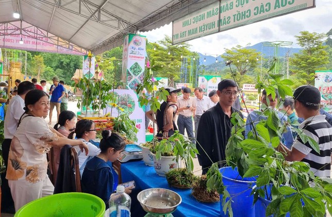 Đưa Quảng Nam thành trung tâm công nghiệp dược liệu của cả nước ảnh 3