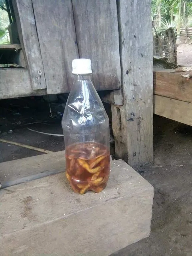 Ba thầy giáo nhập viện vì uống rượu ngâm rễ cây ảnh 1