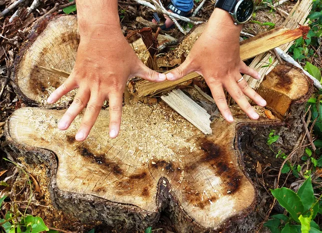 Chặt 'nhầm' cây lâu năm ở rừng phòng hộ di sản Mỹ Sơn đem... bán ảnh 3