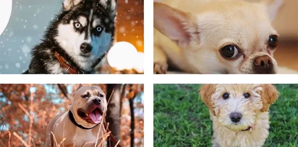 Trắc nghiệm thú cưng: Nhìn “boss” được chọn, nói trúng phóc tính cách của “sen” ảnh 2
