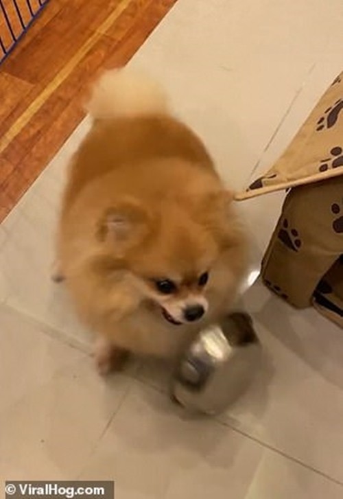 Clip cún yêu giận dỗi đá văng tô thức ăn vì bị chủ “troll” thu hút hơn 20 triệu lượt xem ảnh 3