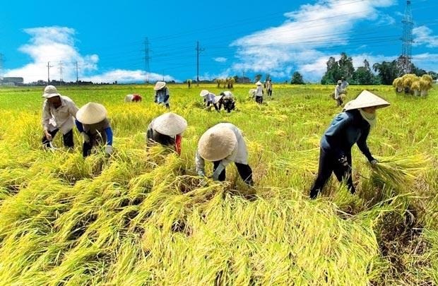 Thứ trưởng Bộ Nông nghiệp và Môi trường nói về ngày làm việc đầu tiên sau sáp nhập ảnh 2